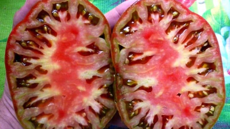Full review of the Black Heart of Breda tomato: characteristics and description of the variety, its advantages and disadvantages
