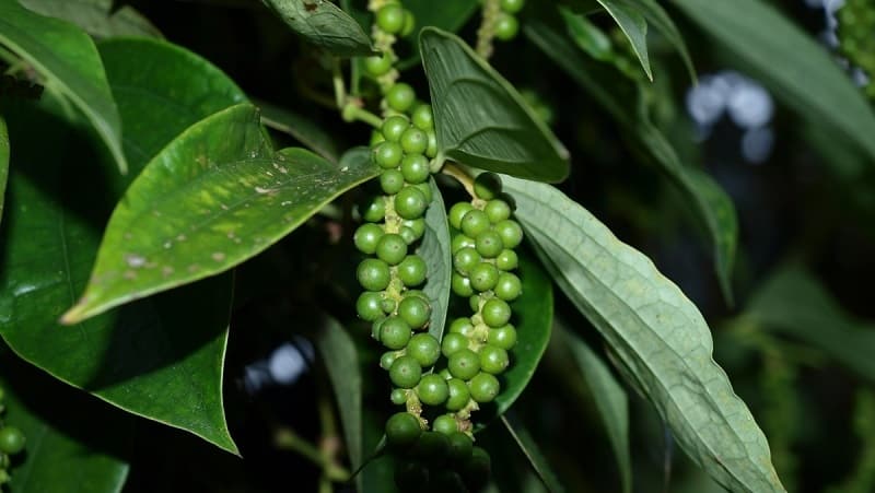 The benefits and harms of black pepper, as well as methods of its use in cooking, cosmetology and traditional medicine