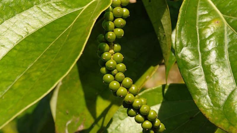 The benefits and harms of black pepper, as well as methods of its use in cooking, cosmetology and traditional medicine
