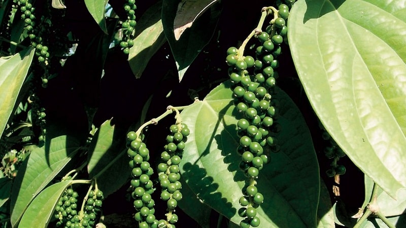 The benefits and harms of black pepper, as well as methods of its use in cooking, cosmetology and traditional medicine