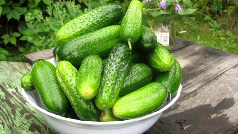 Health benefits and harms of bitter cucumbers