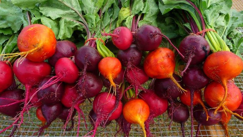 The benefits and harms of beets for the human body: how, how much and in what form it is better to eat the vegetable