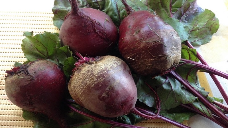 The benefits and harms of beets for the human body: how, how much and in what form it is better to eat the vegetable