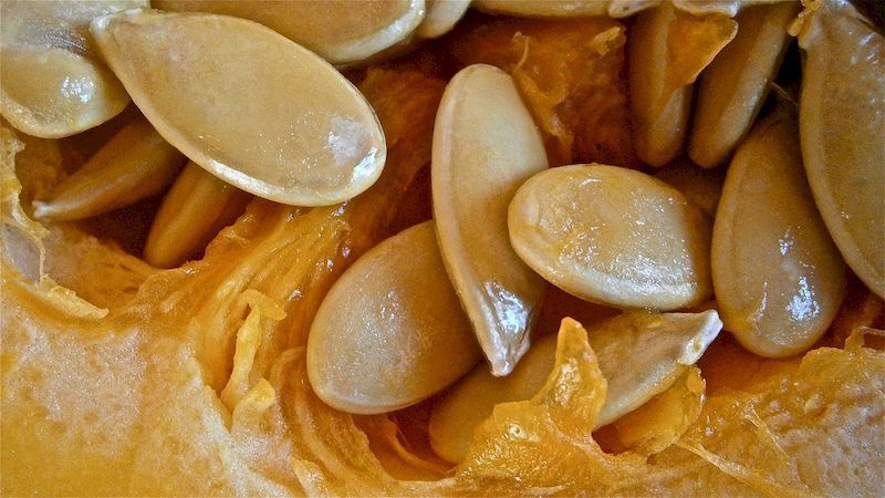 The benefits and harms of pumpkin seeds for women: therapeutic effect and rules for using pumpkin seeds