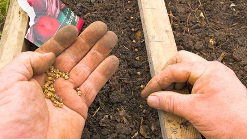 Step-by-step instructions for planting beets in open ground in spring and further caring for them
