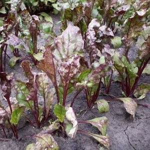 Step-by-step instructions for planting beets in open ground in spring and further caring for them