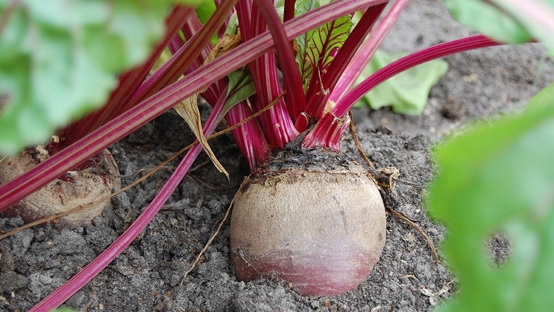 Step-by-step instructions for planting beets in open ground in spring and further caring for them