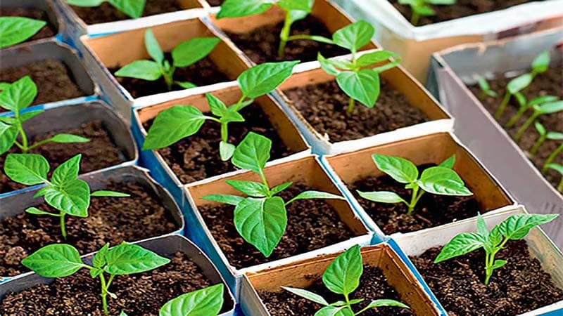 Step-by-step instructions for growing pepper seedlings at home for beginner vegetable growers