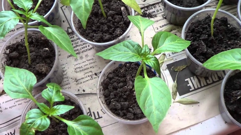 Step-by-step instructions for growing pepper seedlings at home for beginner vegetable growers