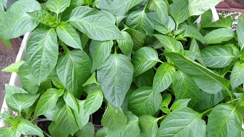 Step-by-step instructions for growing pepper seedlings at home for beginner vegetable growers