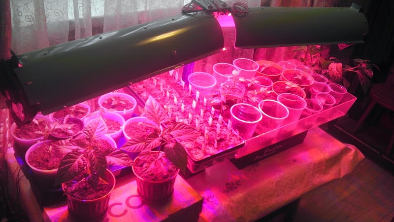 Step-by-step instructions for growing pepper seedlings at home for beginner vegetable growers