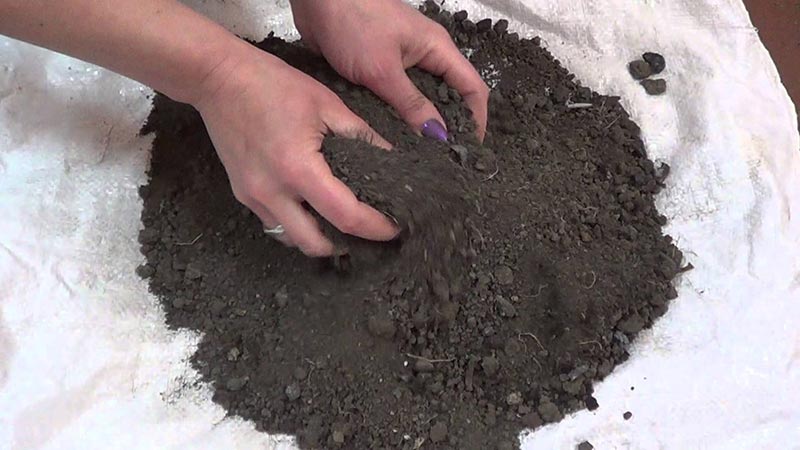 Step-by-step instructions for growing pepper seedlings at home for beginner vegetable growers