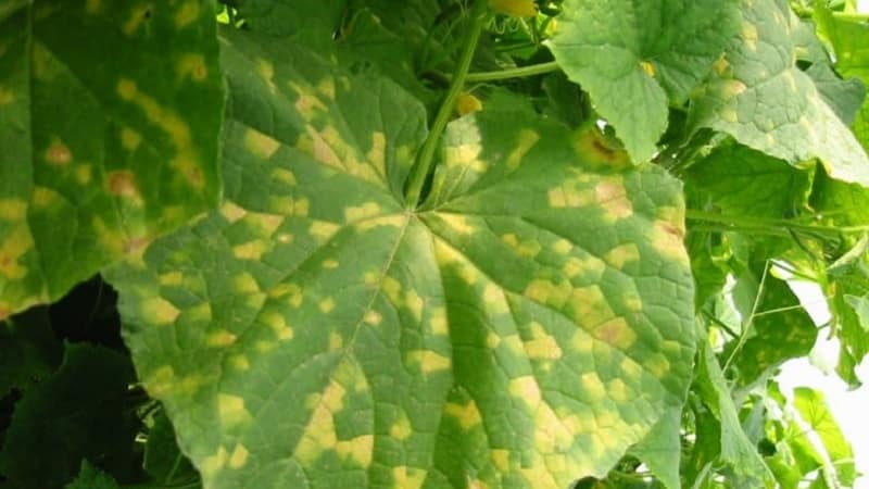 Prevention of occurrence and effective methods of treatment of peronosporosis of cucumbers