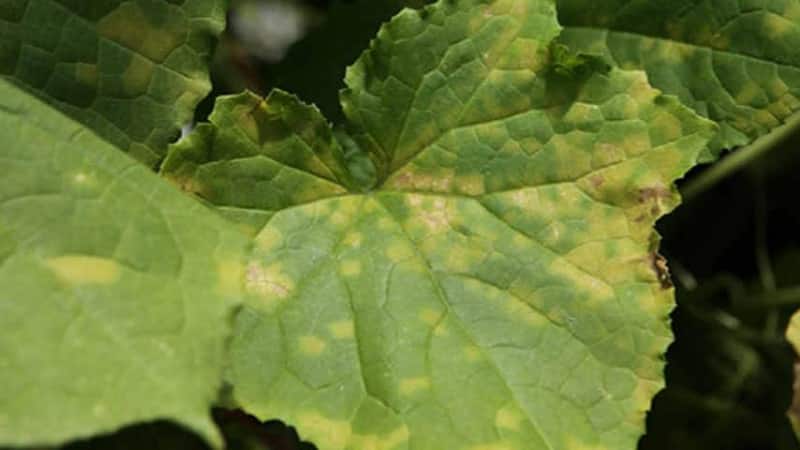 Prevention of occurrence and effective methods of treatment of peronosporosis of cucumbers