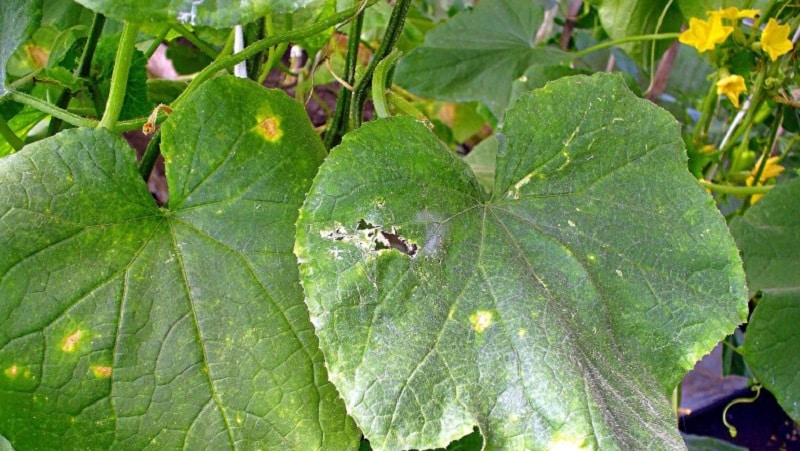Prevention of occurrence and effective methods of treatment of peronosporosis of cucumbers