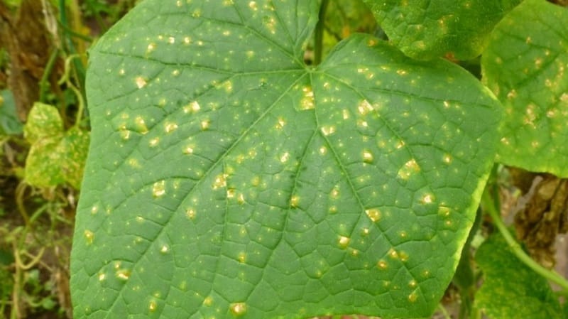 Prevention of occurrence and effective methods of treatment of peronosporosis of cucumbers