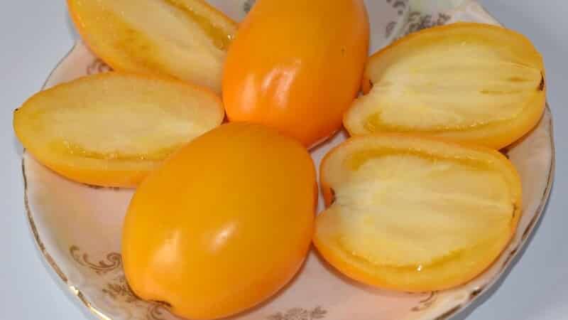 An early ripening variety, ideal for cool climates - Buyan tomato and instructions for growing it