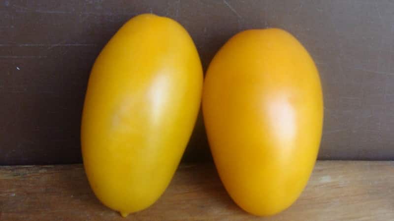 An early ripening variety, ideal for cool climates - Buyan tomato and instructions for growing it