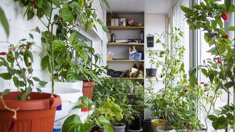 A step-by-step guide to growing peppers on the balcony: we get a good harvest without leaving home