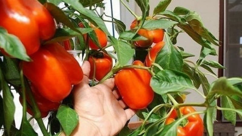 A step-by-step guide to growing peppers on the balcony: we get a good harvest without leaving home