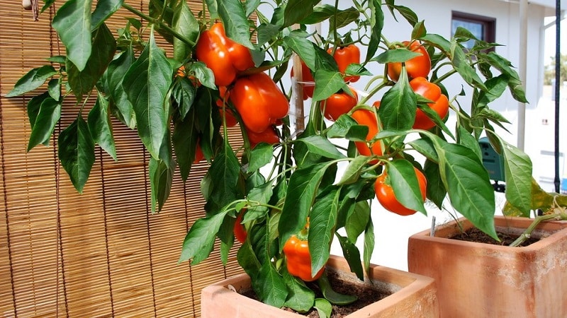 A step-by-step guide to growing peppers on the balcony: we get a good harvest without leaving home