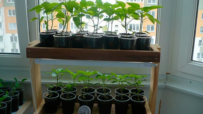A step-by-step guide to growing peppers on the balcony: we get a good harvest without leaving home