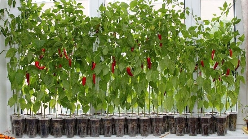 A step-by-step guide to growing peppers on the balcony: we get a good harvest without leaving home