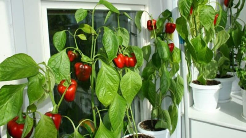 A step-by-step guide to growing peppers on the balcony: we get a good harvest without leaving home