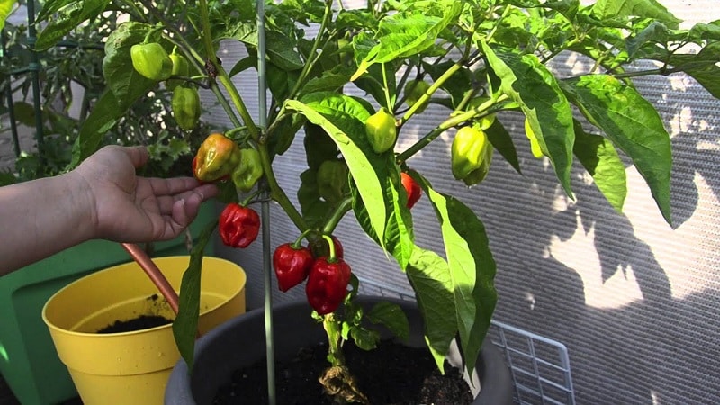 A step-by-step guide to growing peppers on the balcony: we get a good harvest without leaving home