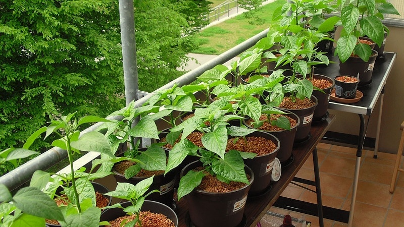 A step-by-step guide to growing peppers on the balcony: we get a good harvest without leaving home
