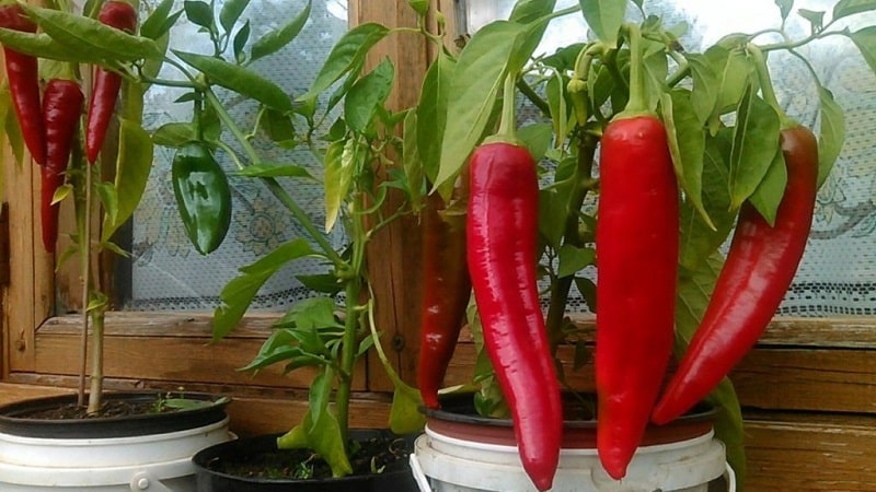 A step-by-step guide to growing peppers on the balcony: we get a good harvest without leaving home