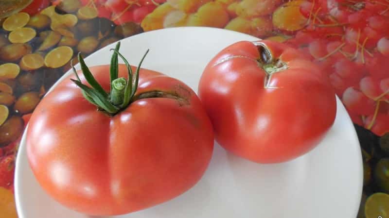 A guide to growing Russian Bogatyr tomatoes in open ground or a greenhouse for beginner gardeners