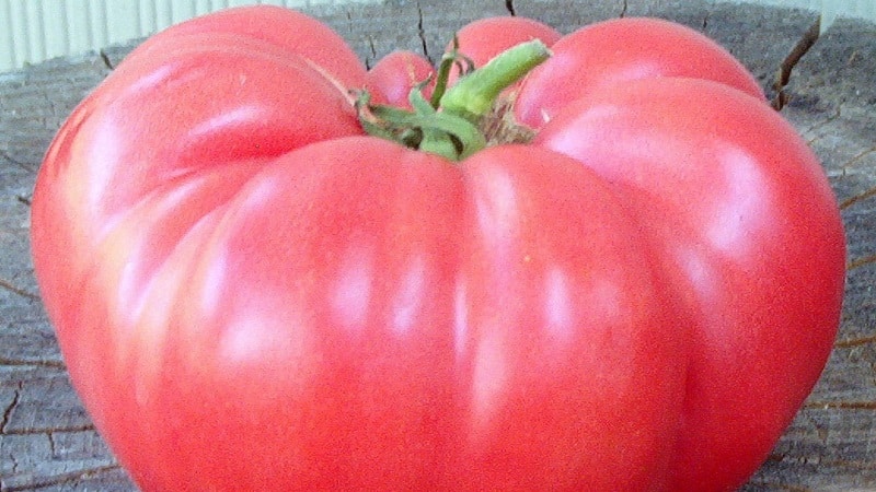 A guide to growing Russian Bogatyr tomatoes in open ground or a greenhouse for beginner gardeners