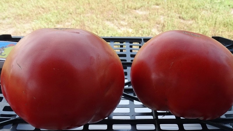 A guide to growing Russian Bogatyr tomatoes in open ground or a greenhouse for beginner gardeners