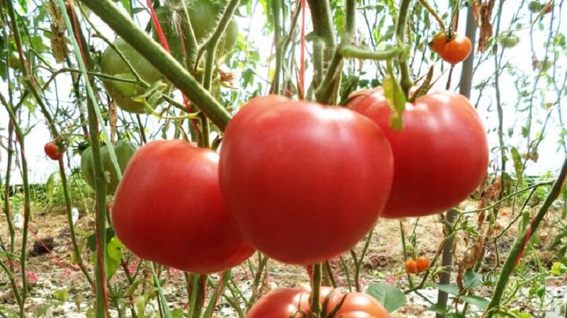 A guide to growing Russian Bogatyr tomatoes in open ground or a greenhouse for beginner gardeners