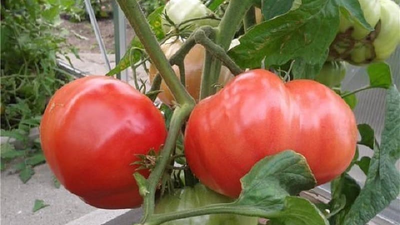 A guide to growing Russian Bogatyr tomatoes in open ground or a greenhouse for beginner gardeners
