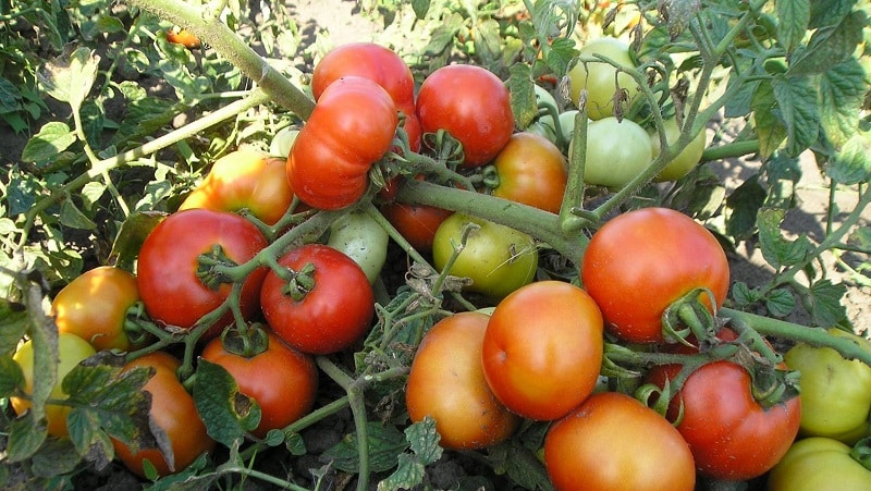 A guide to growing Russian Bogatyr tomatoes in open ground or a greenhouse for beginner gardeners