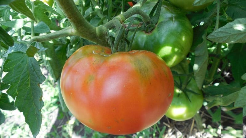 A guide to growing Russian Bogatyr tomatoes in open ground or a greenhouse for beginner gardeners
