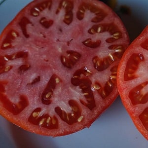 A guide to growing Russian Bogatyr tomatoes in open ground or a greenhouse for beginner gardeners