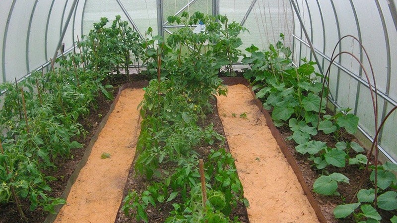 What is the best way to plant peppers in a greenhouse: rules for a good neighborhood for a good harvest