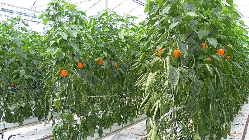 What is the best way to plant peppers in a greenhouse: rules for a good neighborhood for a good harvest