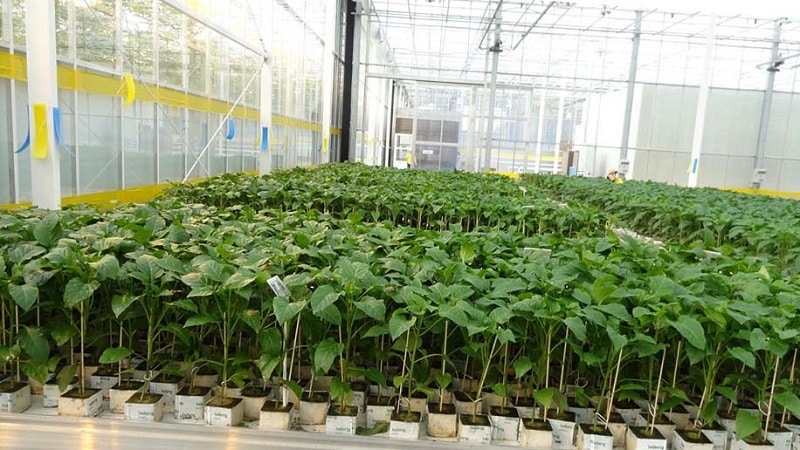 What is the best way to plant peppers in a greenhouse: rules for a good neighborhood for a good harvest