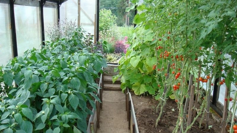 What is the best way to plant peppers in a greenhouse: rules for a good neighborhood for a good harvest