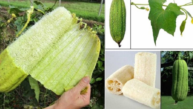 The most unusual type of Luffa pumpkin: what it is and how to make a useful natural washcloth from it