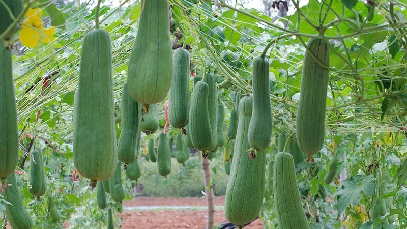 The most unusual type of Luffa pumpkin: what it is and how to make a useful natural washcloth from it