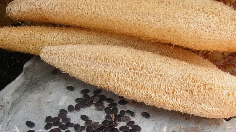 The most unusual type of Luffa pumpkin: what it is and how to make a useful natural washcloth from it