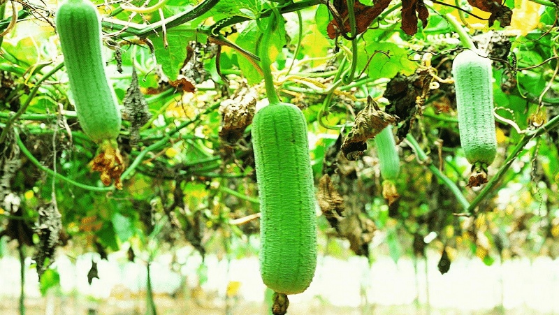 The most unusual type of Luffa pumpkin: what it is and how to make a useful natural washcloth from it