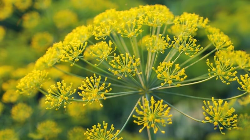 Areas of application for dill umbrellas: for treatment, beauty and cooking delicious dishes