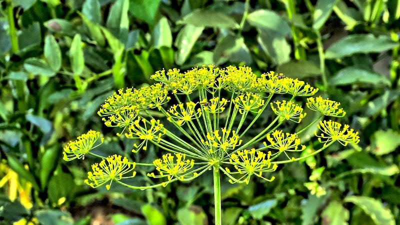 Areas of application for dill umbrellas: for treatment, beauty and cooking delicious dishes