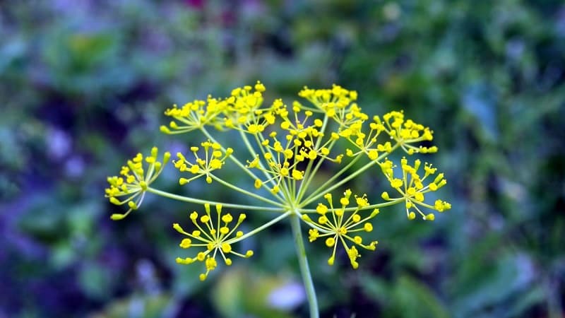 Areas of application for dill umbrellas: for treatment, beauty and cooking delicious dishes